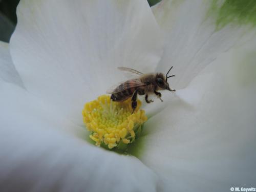 Biene in weißer Blüte (2)