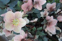 Bilderserie-Lenzrosen-1-scaled