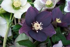 Bilderserie-Lenzrosen-10-scaled