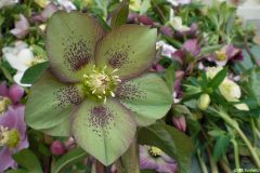 Bilderserie-Lenzrosen-11-scaled