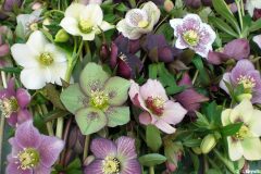 Bilderserie-Lenzrosen-12-scaled