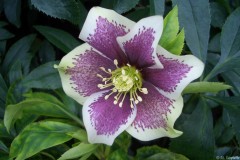 Bilderserie-Lenzrosen-13