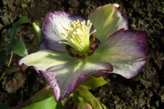 Bilderserie-Lenzrosen-14