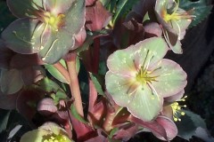 Bilderserie-Lenzrosen-15