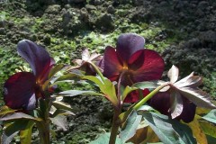 Bilderserie-Lenzrosen-16