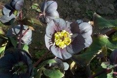 Bilderserie-Lenzrosen-17