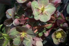 Bilderserie-Lenzrosen-18