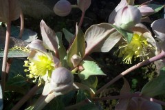 Bilderserie-Lenzrosen-19