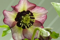 Bilderserie-Lenzrosen-2