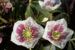 Bilderserie-Lenzrosen-20