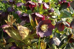 Bilderserie-Lenzrosen-21