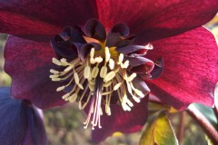 Bilderserie-Lenzrosen-22