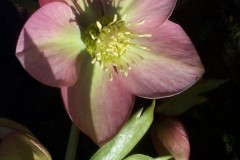 Bilderserie-Lenzrosen-23