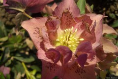 Bilderserie-Lenzrosen-26