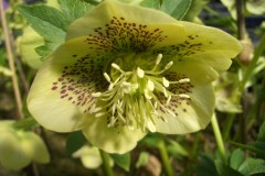 Bilderserie-Lenzrosen-27