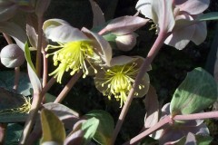 Bilderserie-Lenzrosen-28