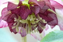 Bilderserie-Lenzrosen-3