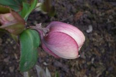 Bilderserie-Lenzrosen-4-scaled