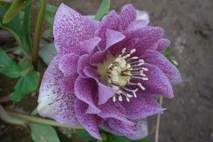 Bilderserie-Lenzrosen-5-scaled