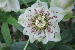 Bilderserie-Lenzrosen-6-scaled