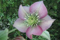 Bilderserie-Lenzrosen-7-scaled