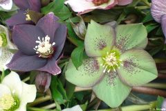 Bilderserie-Lenzrosen-8-scaled