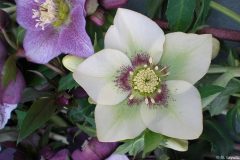 Bilderserie-Lenzrosen-9-scaled