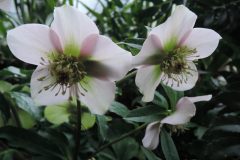 Gegenlichtbluete-Lenz-2-scaled