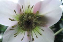 Gegenlichtbluete-Lenz-5-scaled