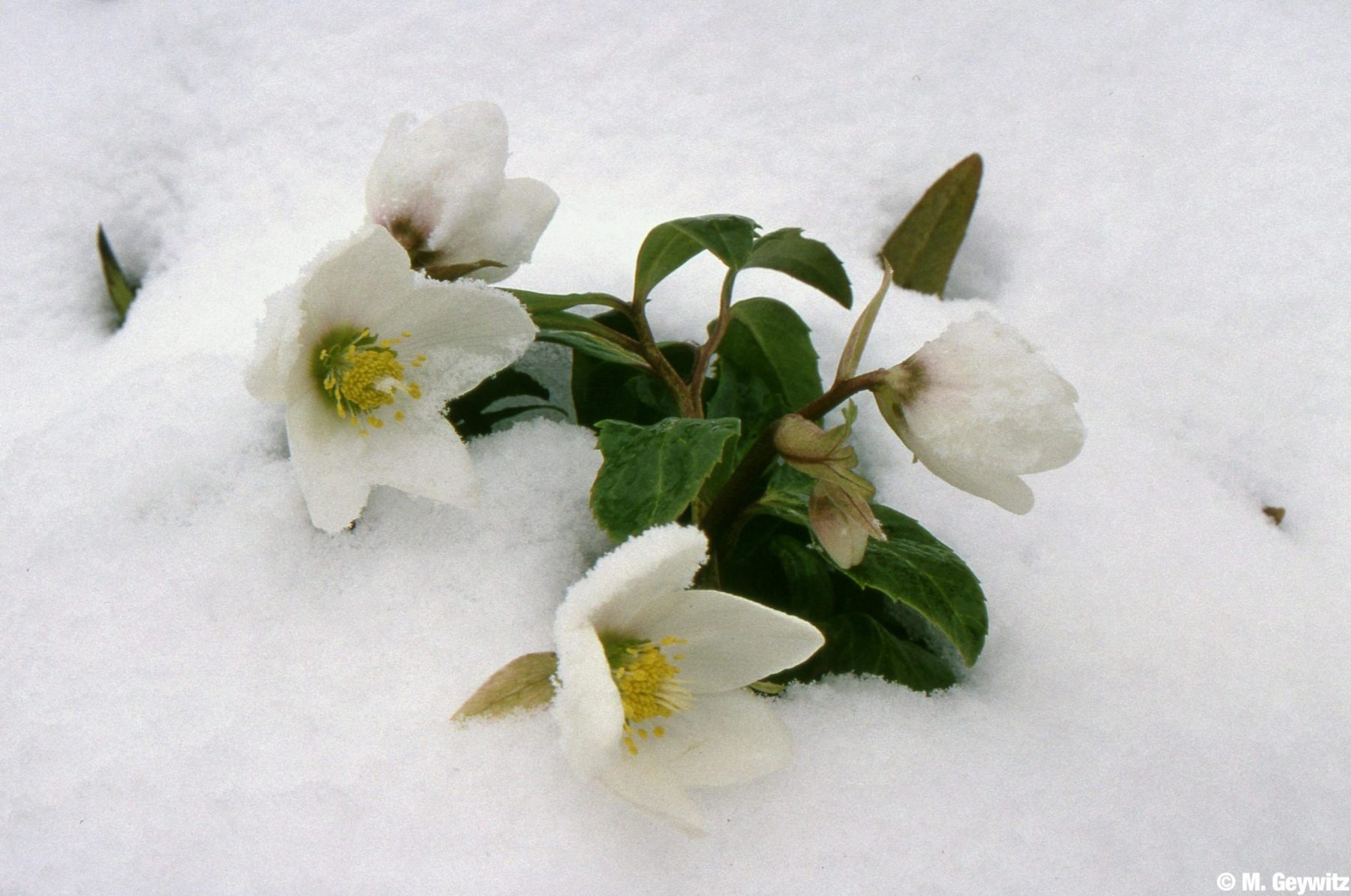 Christrosen-im-Schnee-Kasten-2004-Krauth-5-Copy-scaled
