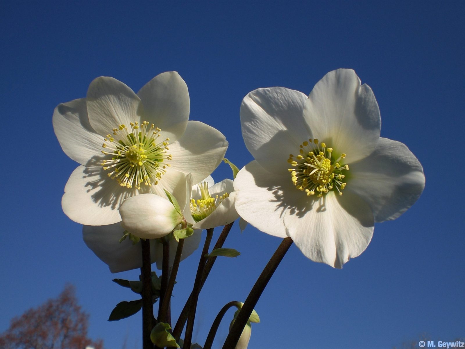 hellebHimmel-024-scaled