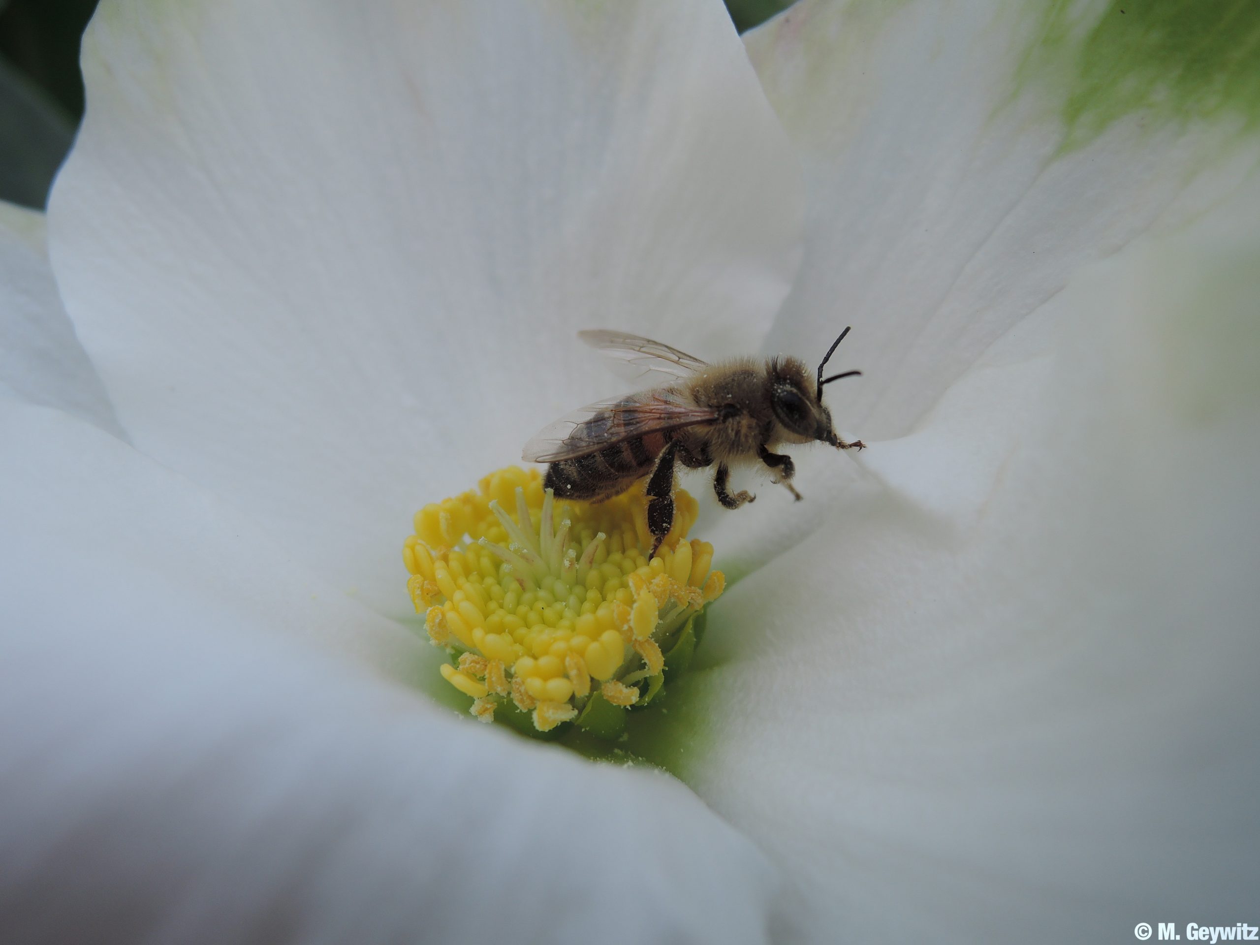 Biene in weißer Blüte (2)