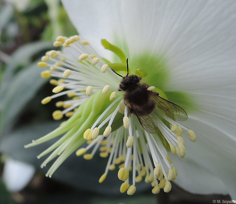 BieneAusschnitt-