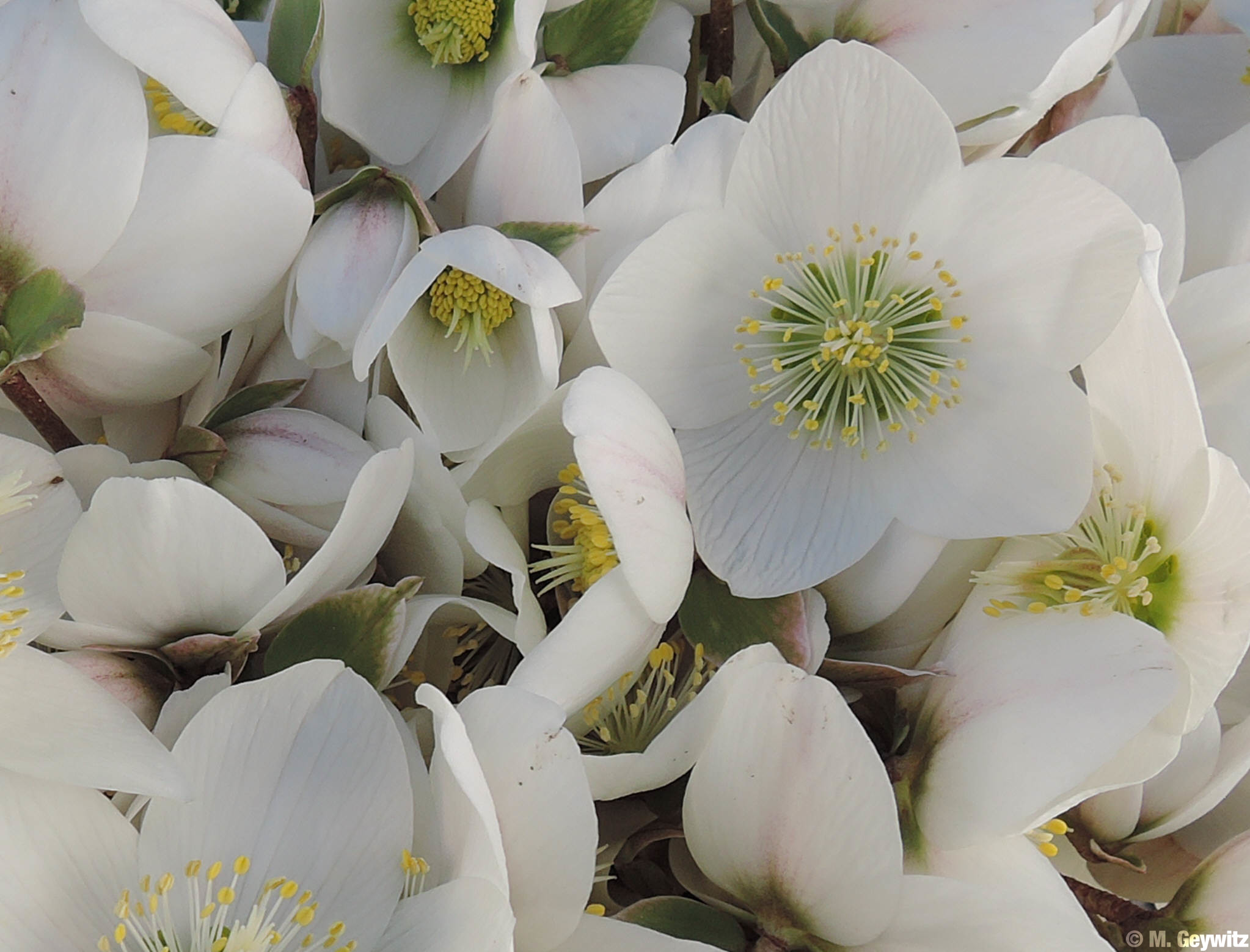 Blüten dicht an dicht (1)