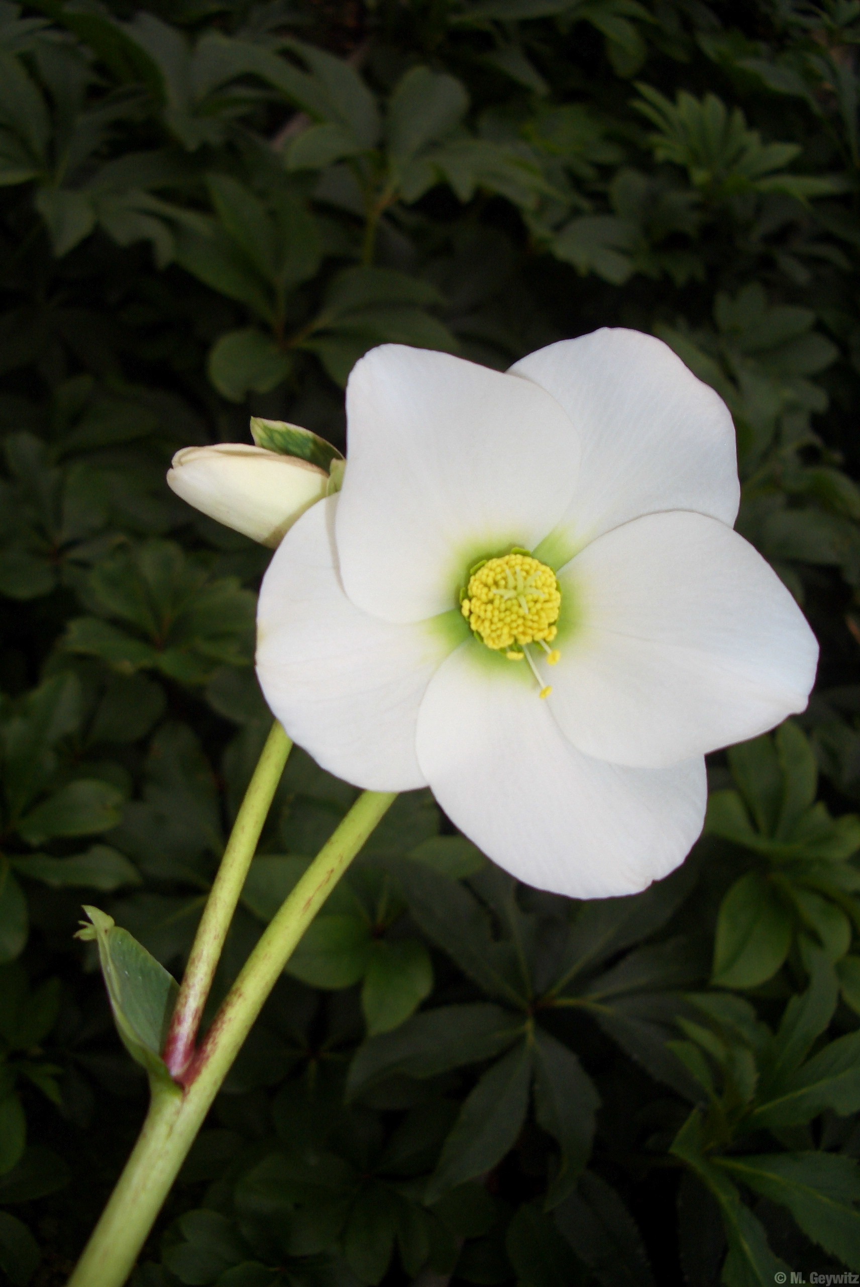 Chrosenblüte-tolle Form (1)