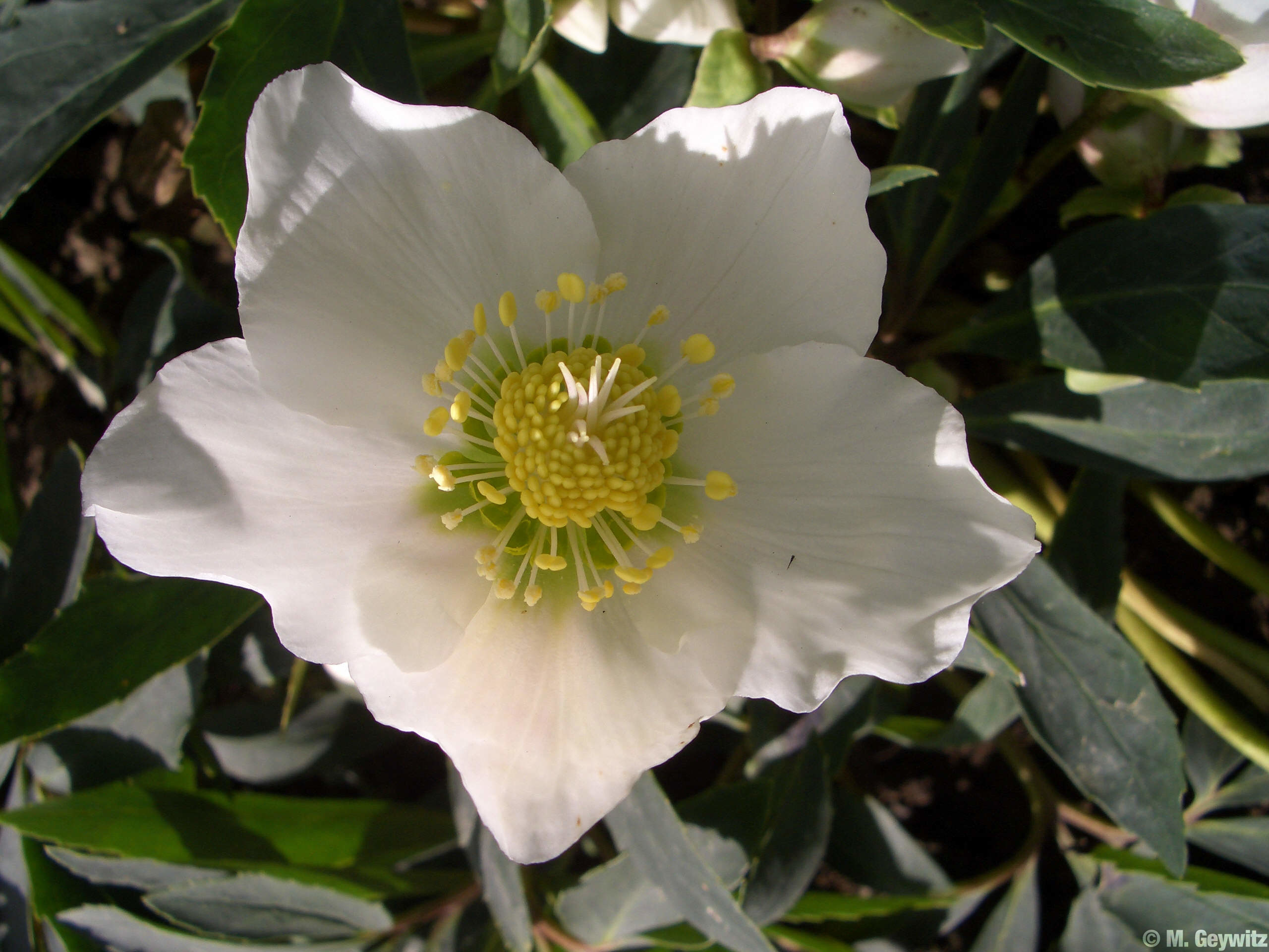 Einzelblüte