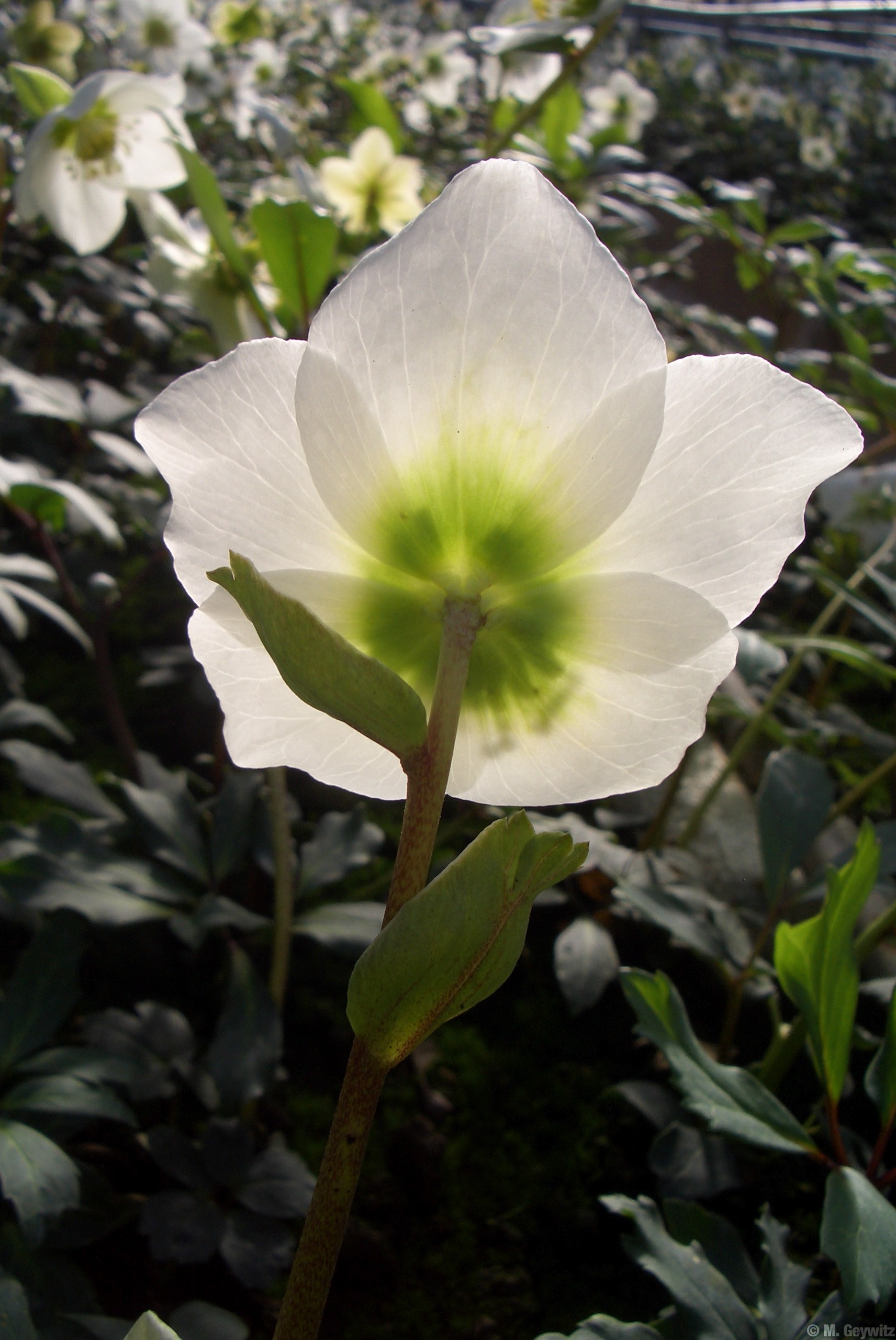 Gegenlicht1-07 (1)