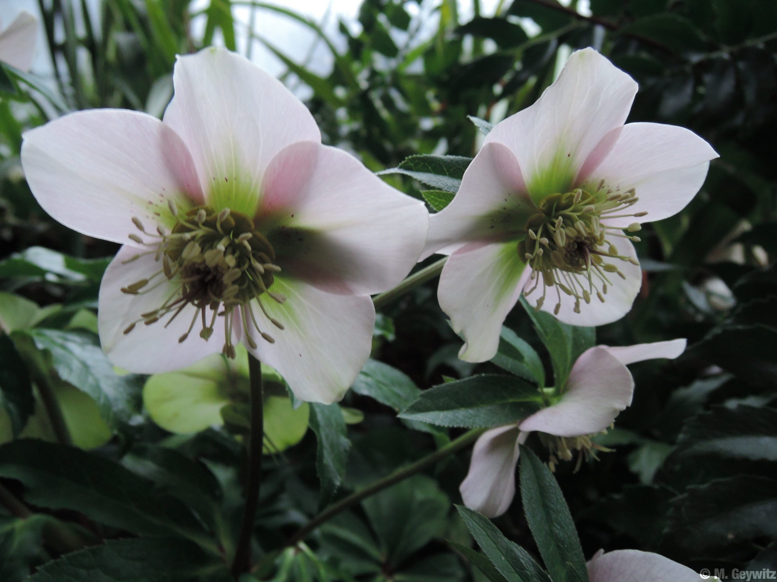 Gegenlichtblüte Lenz (2)