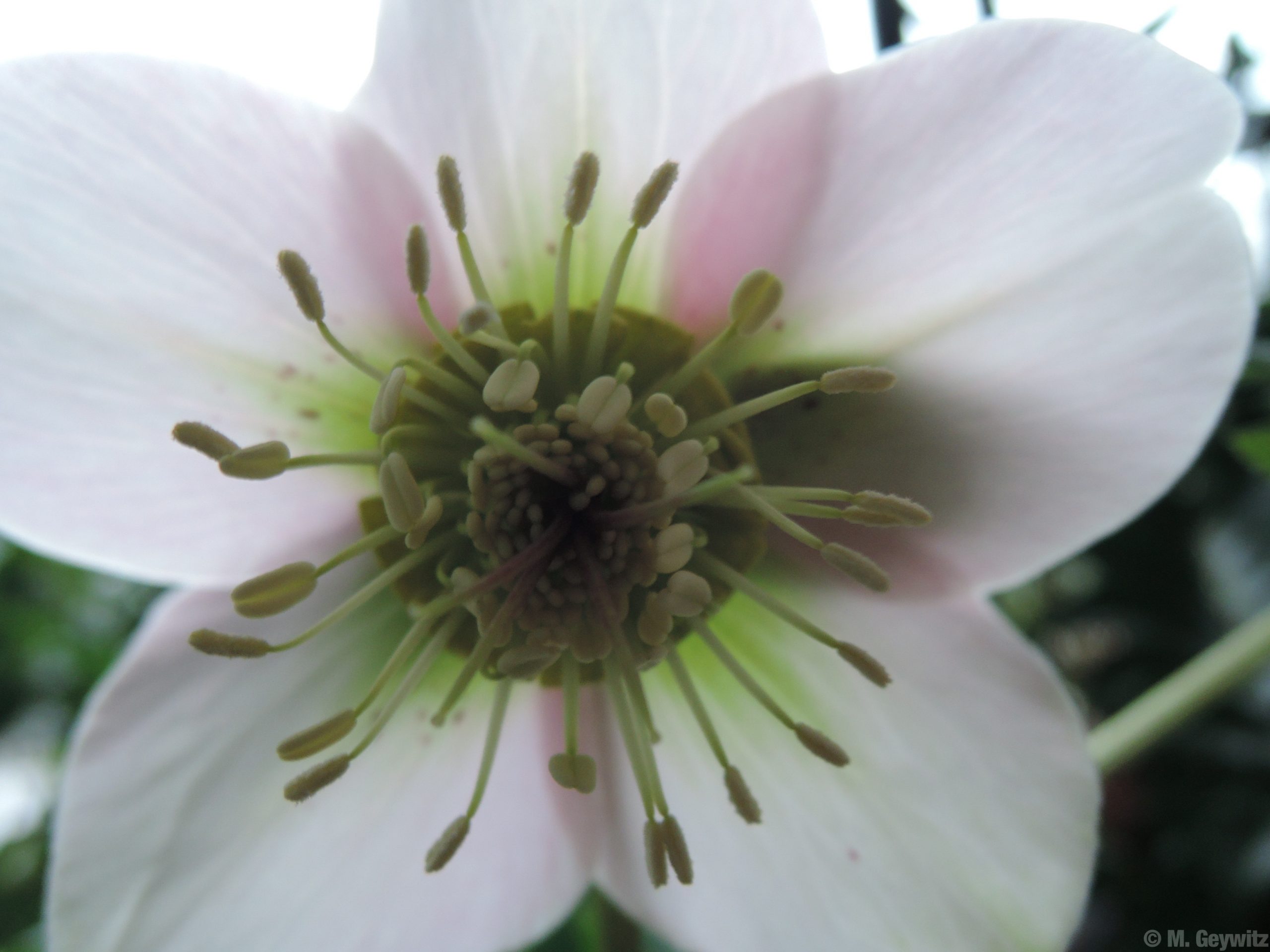 Gegenlichtblüte Lenz (5)