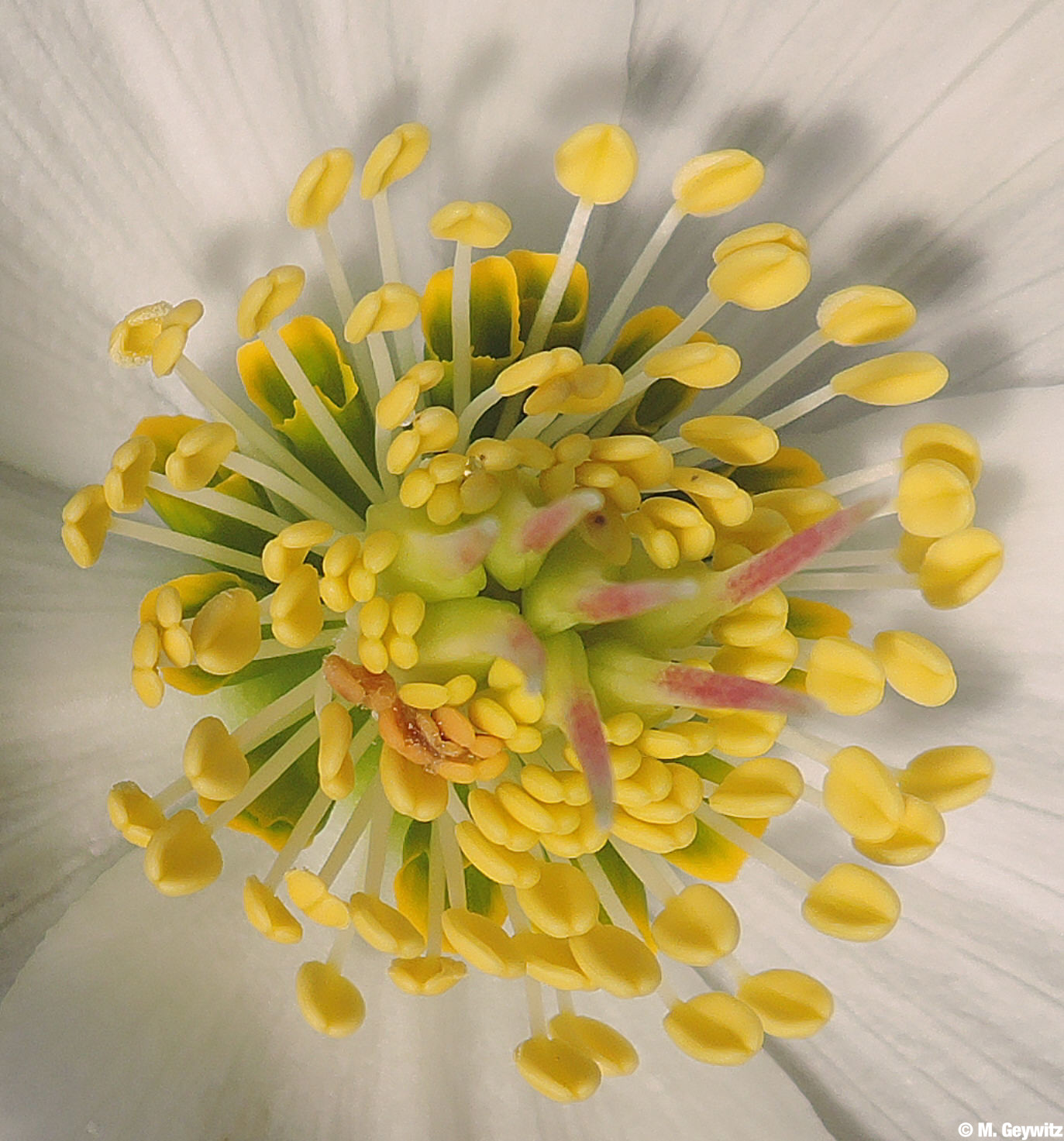 Griffel scharf -Helvetica-Blüte