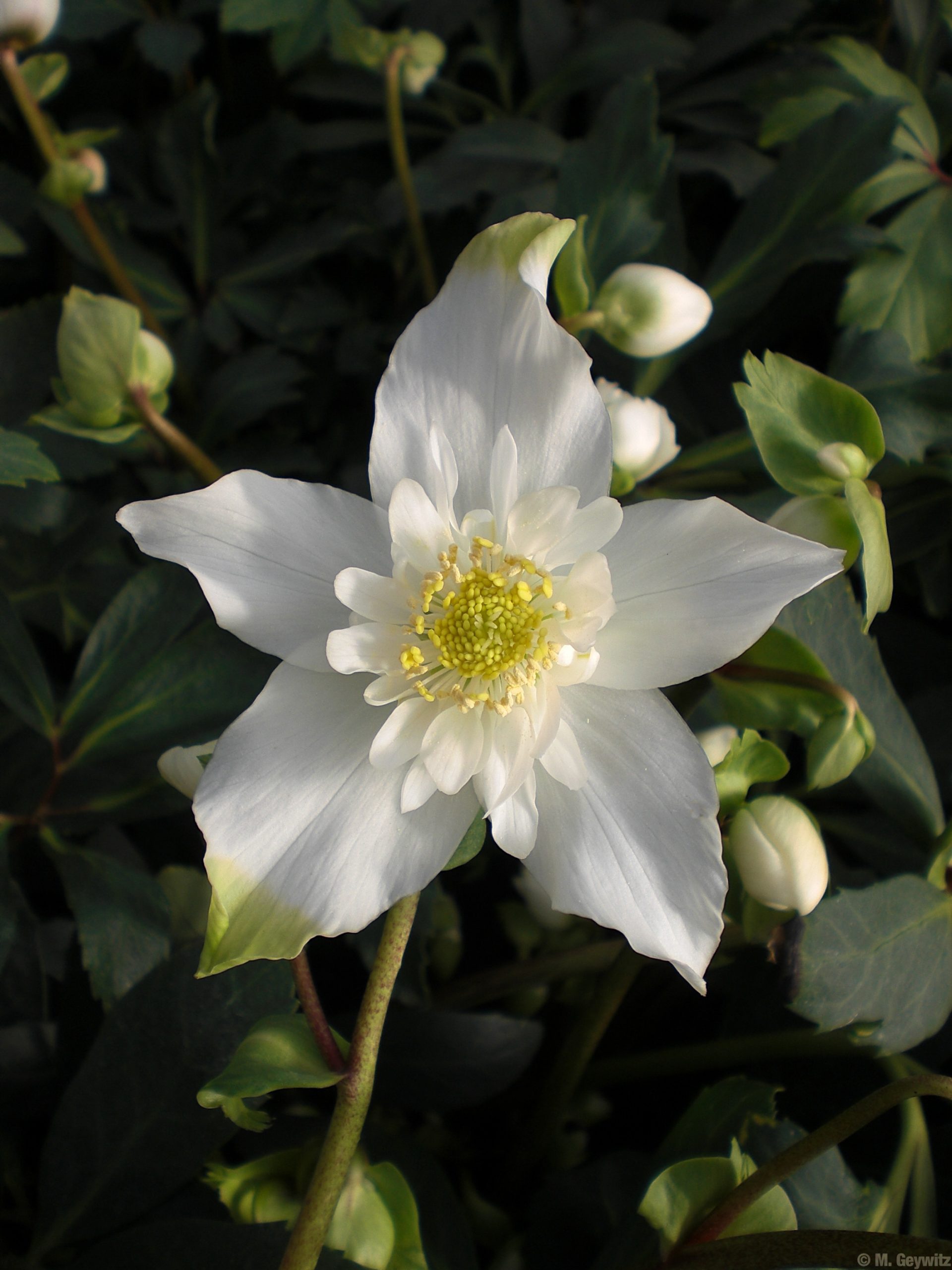 Halbgefüllte spitz 017