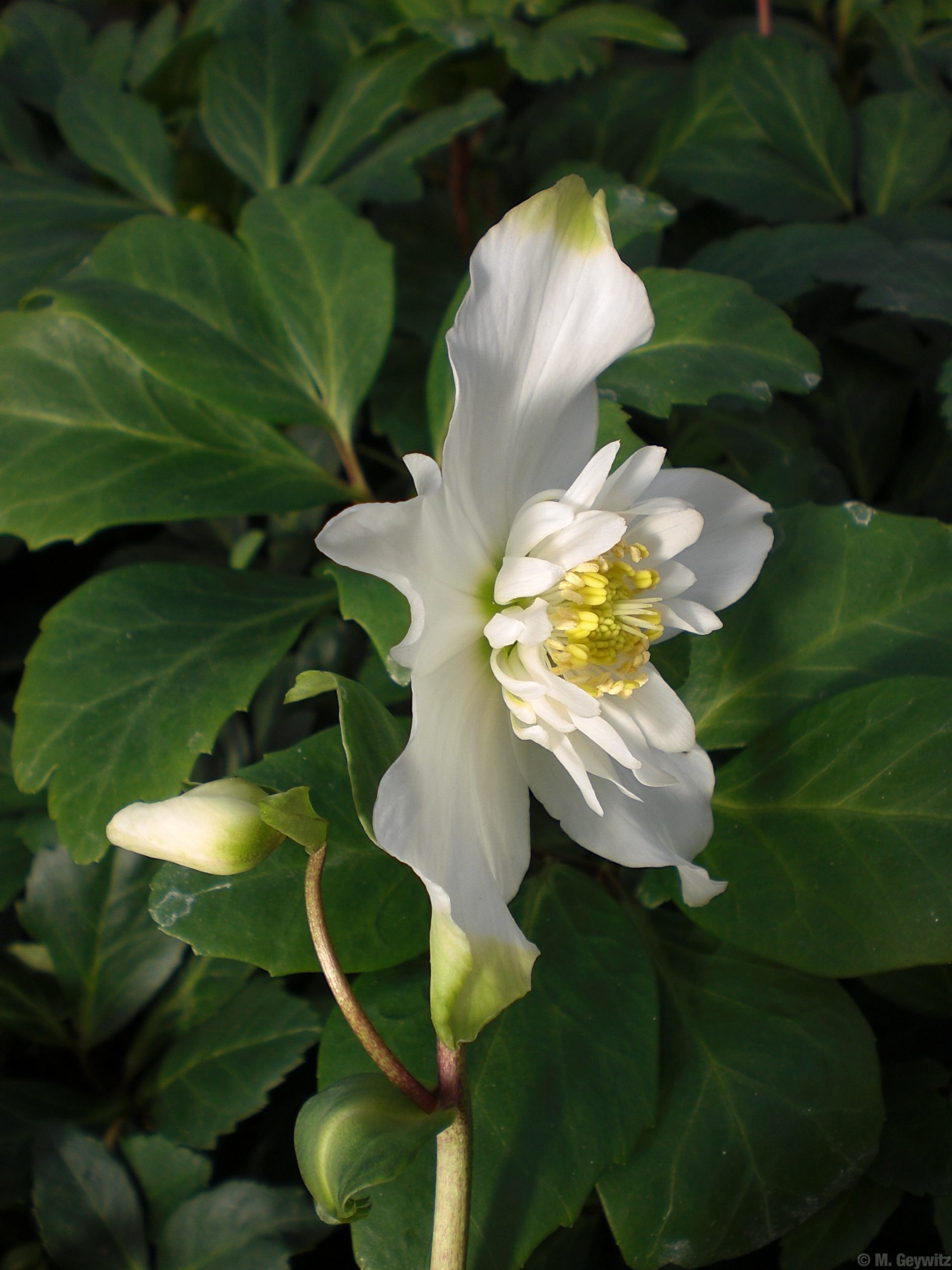 Halbgefüllte spitz 041