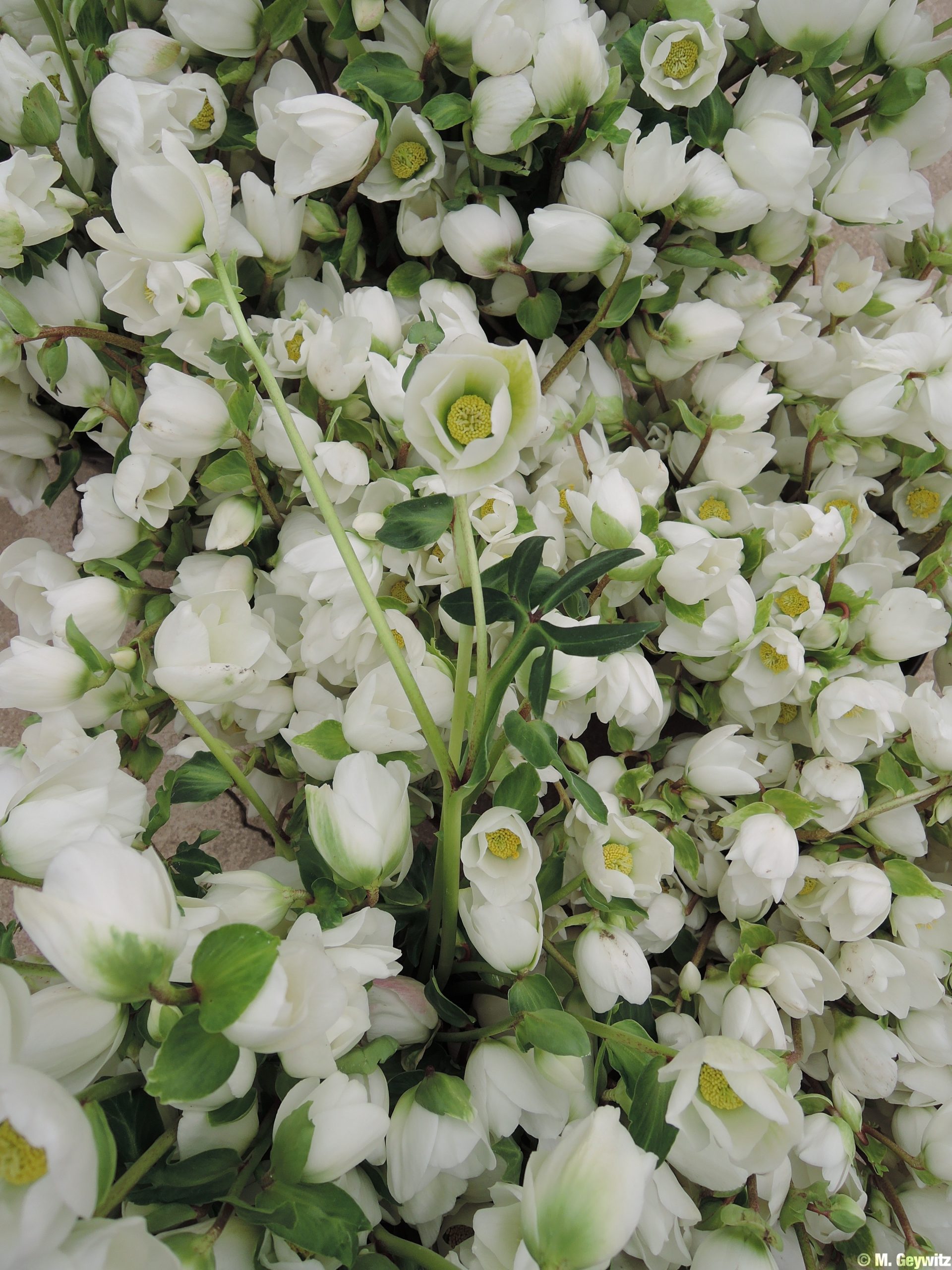 Massenblüten von oben 2014 (1)