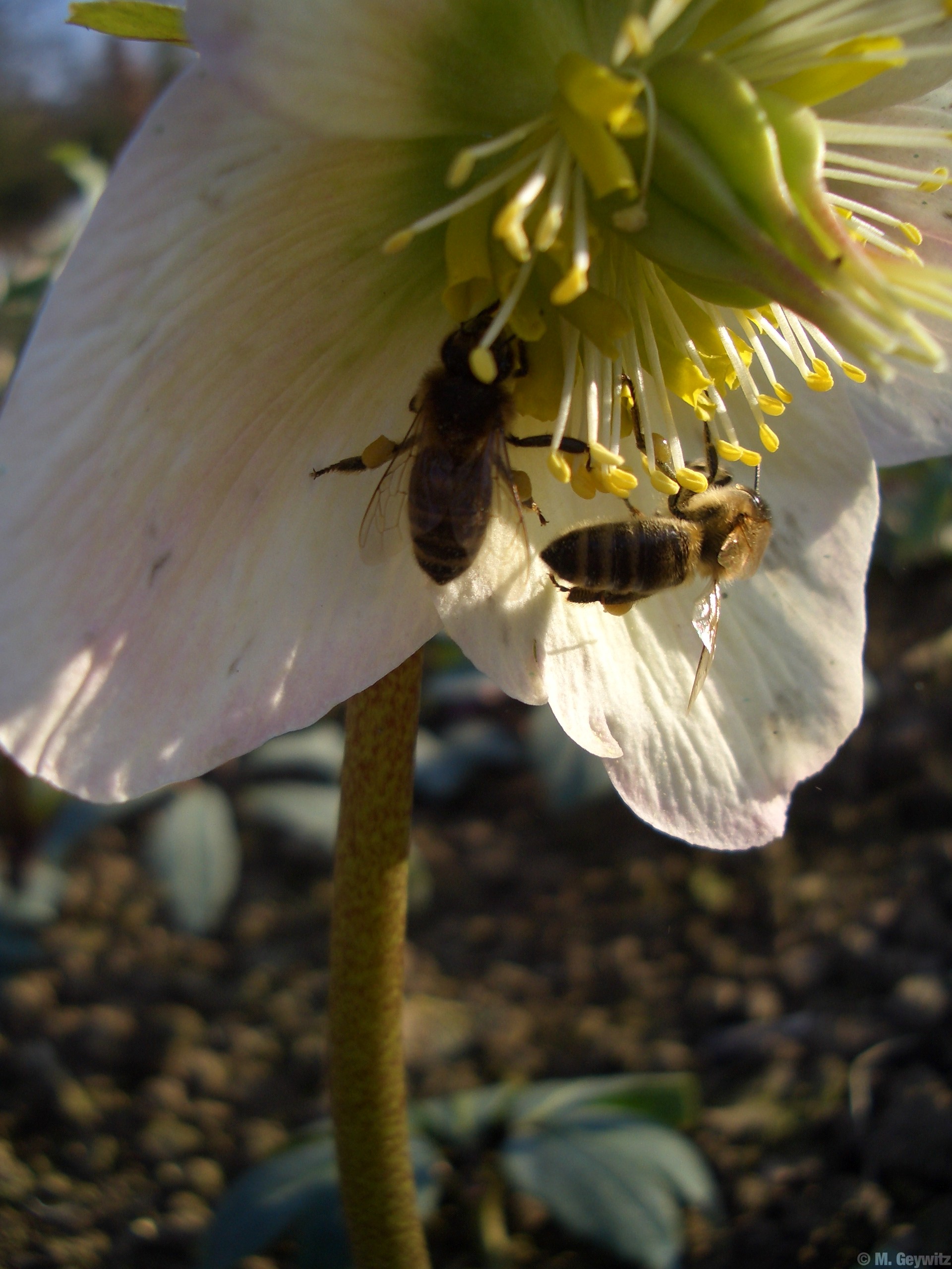 Zwei Bienchen – dunkler