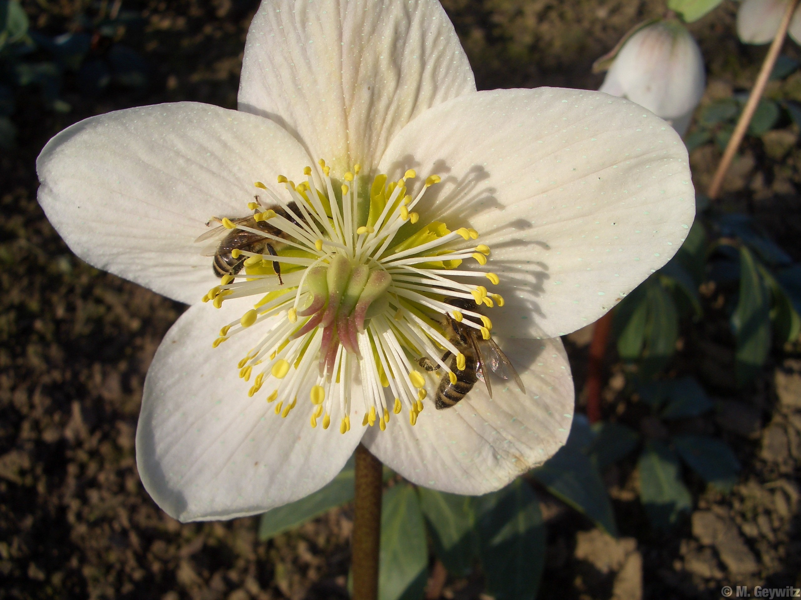 Zwei Bienen im Staubbeutelkreis