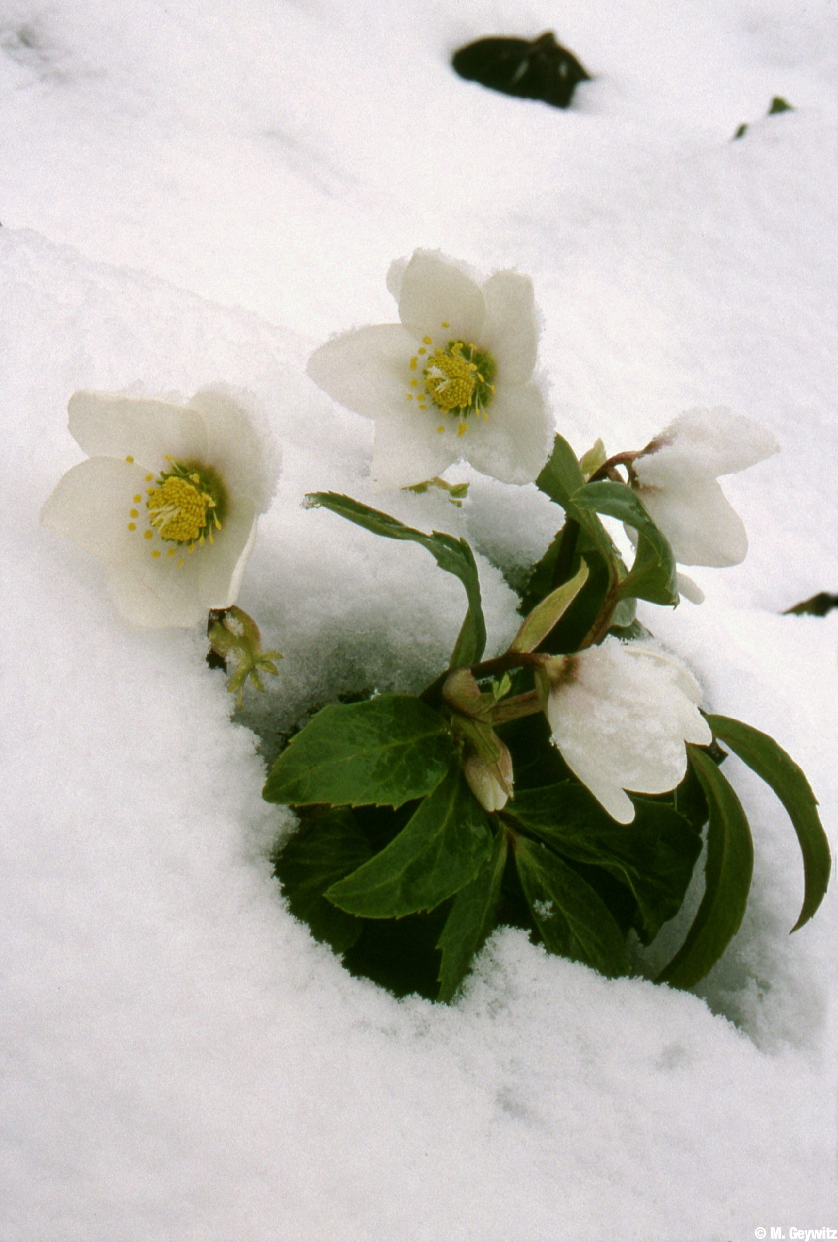 Christrosen im Schnee-Kasten 2004 Krauth 3