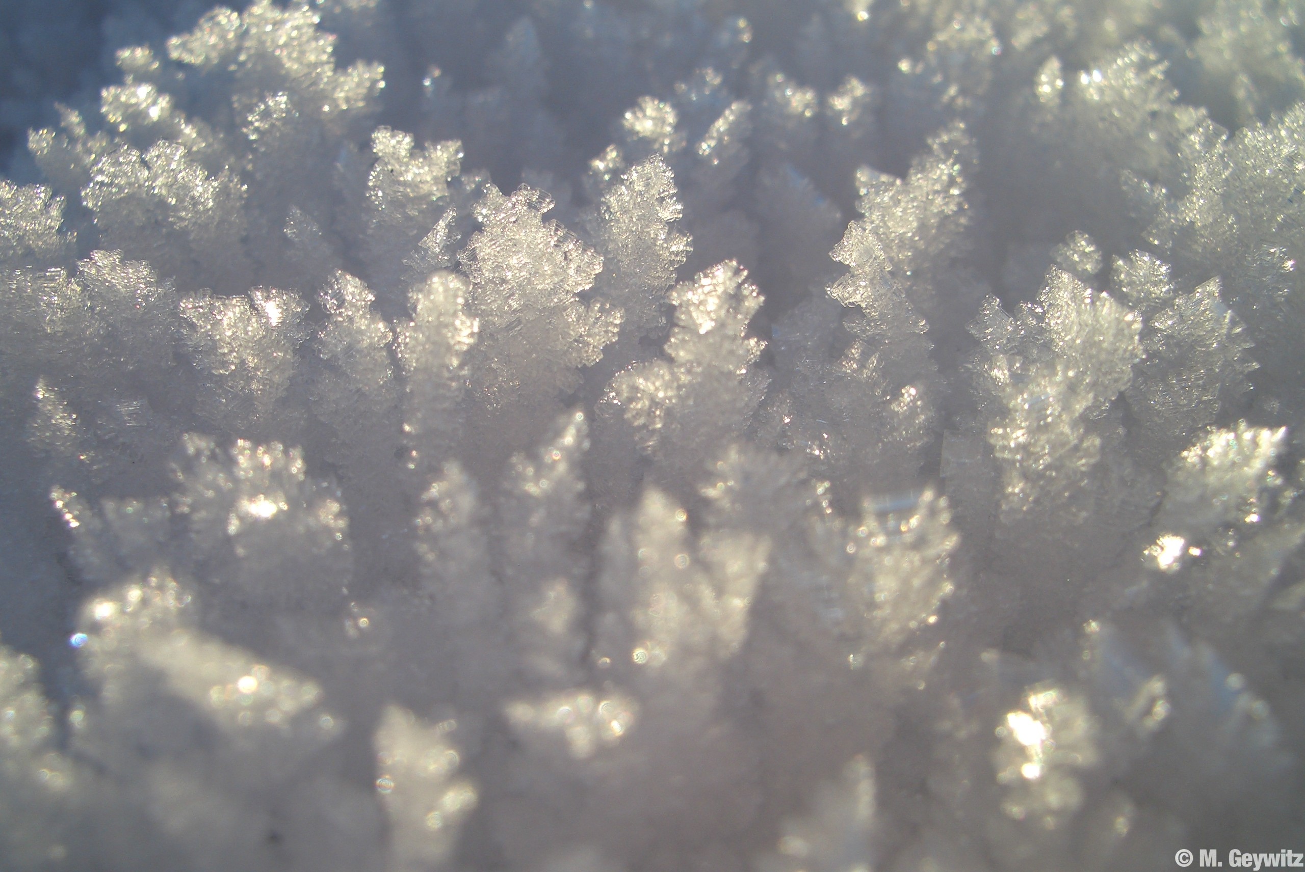 Eisblumenwald 2 -Schnee Illingen 1-09 (7)