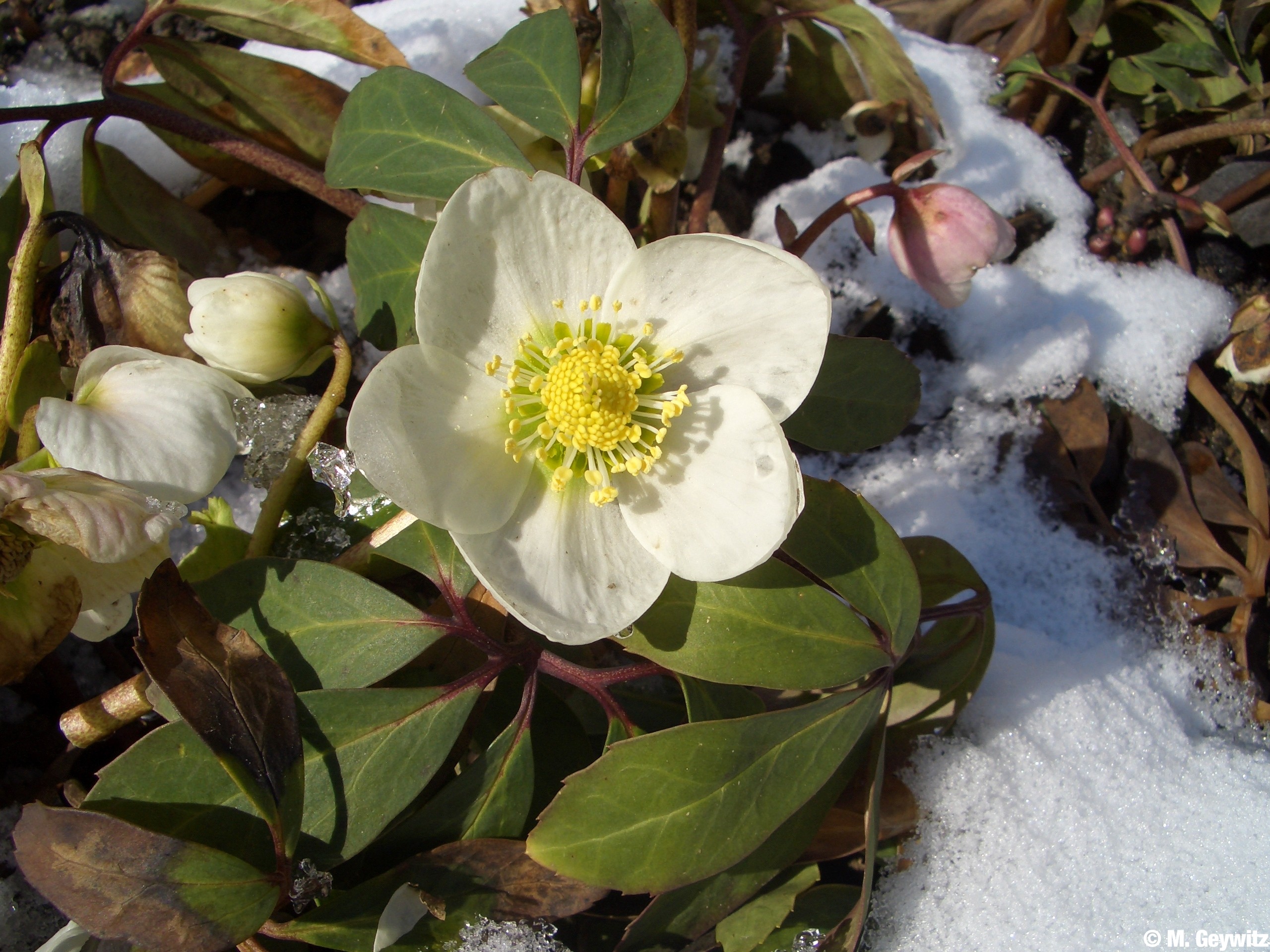 Kasten Schnee 3-06 (1)