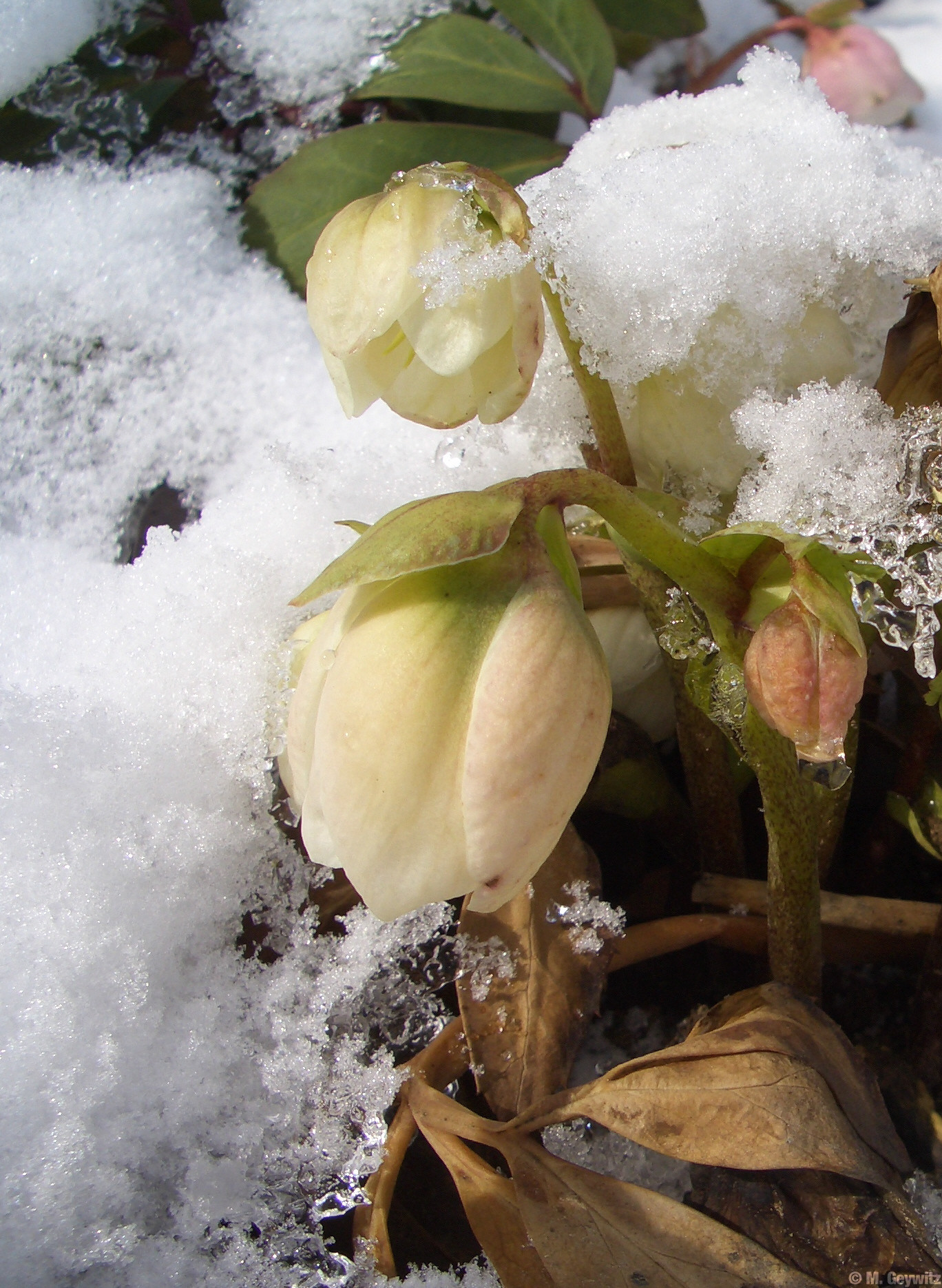 Kasten Schnee 3-06 (28)