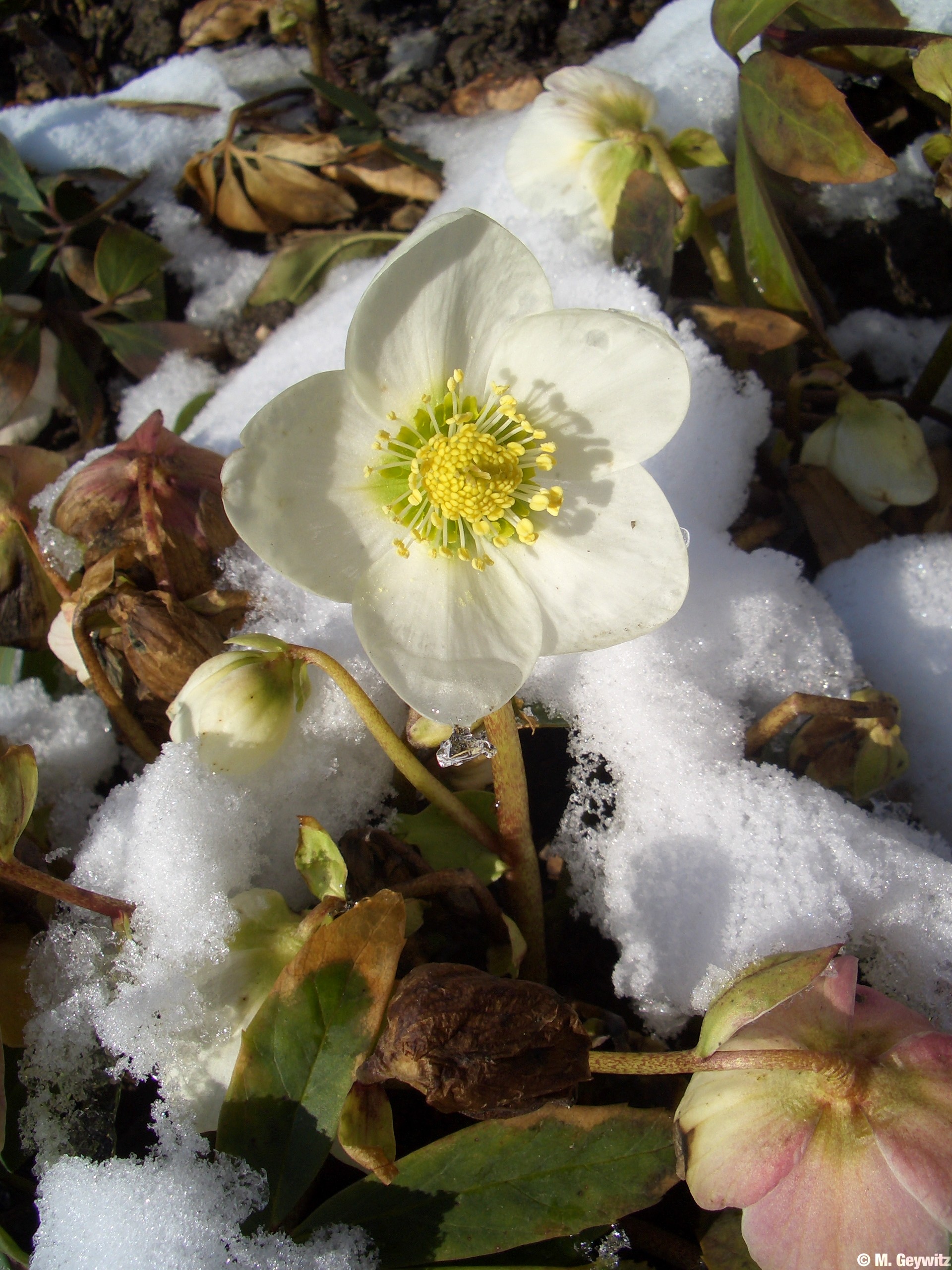 Kasten Schnee 3-06 (6)